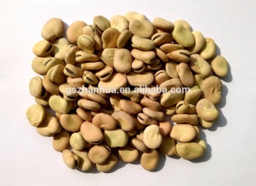 2016 Crop Dried Broad Beans