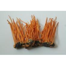 Factory Supply Directly Hot Sale 100% Natural Cordyceps Militaris Extract Min Order: 1kg
