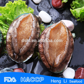 live frozen abalone in shells wholesale