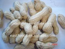 peanut in shell 9/11