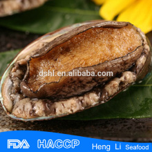 Fresh live frozen abalone