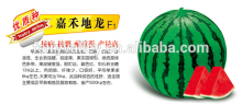 Chinese Hybrid F1 Sweet Watermelon Seed For Growing-Ground Dragon F1
