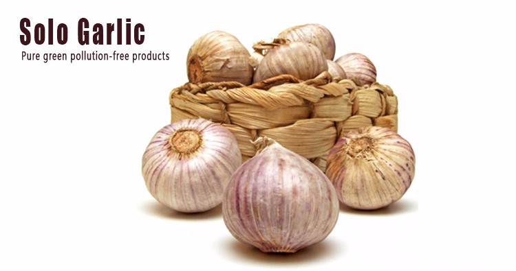 China farm fresh solo garlic