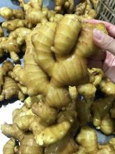 Chinese Best Selling Zingiber