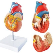 DARHMMY Medical Science Anatomical Natural Large Heart Model with 2 Parts