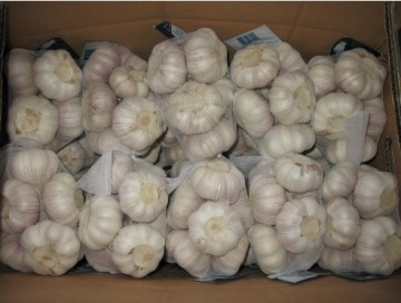 Supply Chinese normal white fresh garlic