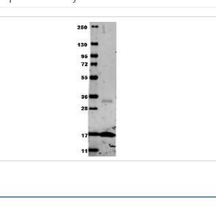 Rabbit Anti-TNF-alpha antibody