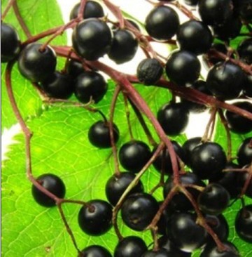 Elderberry Extract