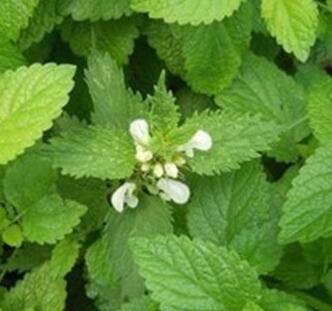 Lemon Balm Extrac