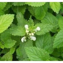 Lemon Balm Extrac Support for Good Health