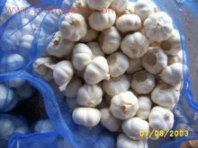 Fresh Garlic Products/Garlic cfr
