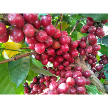 Famus Green Arabica Coffee