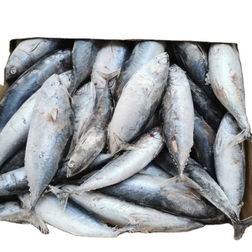 Frozen Bonito Whole Round For Canning