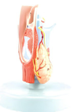 Anatomy of laryngeal cartilage and laryngeal muscle