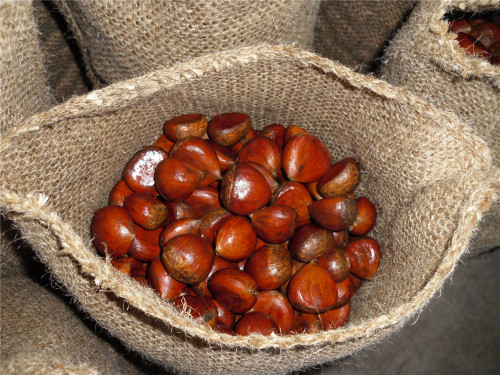 chestnut segar 30-40 pcs / kg