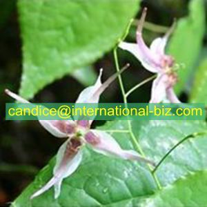 Epimedium Extract