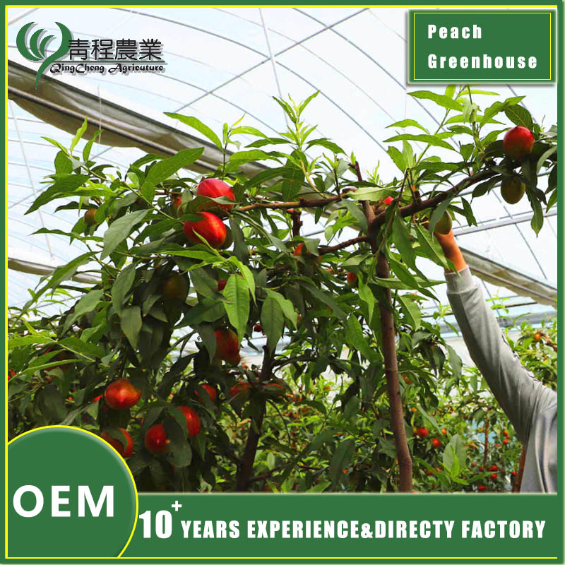 sistema de invernadero de durazno peach greenhouse system