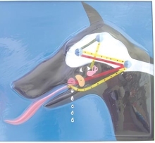 Pavlov Conditioned Reflex Demonstrator (1 component)