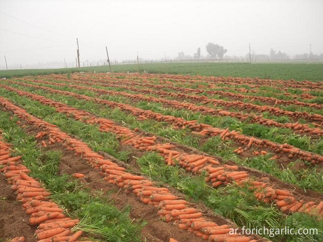 Fresh Carrot