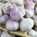 Fresh Normal Garlic High Quality