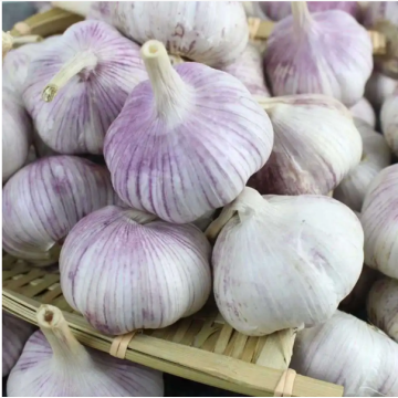 2022 shandong garlic