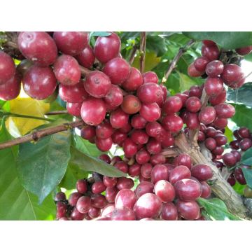 Ekstrak biji kopi hijau 50% asam klorogenik