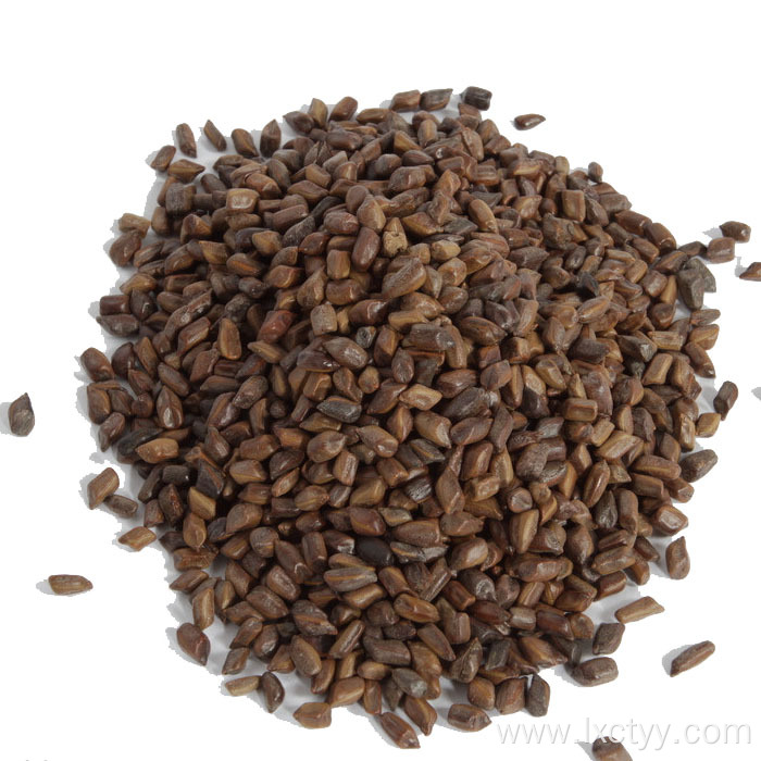 cassia seed chinese herb