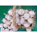 Wholesale best fresh garlic/cheap garlic