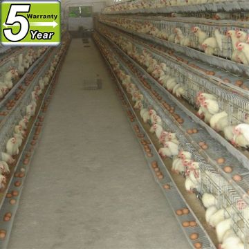 poultry farm use automatic chicken coops for layers