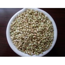 Chinese Buckwheat Kernels Yulin Origin
