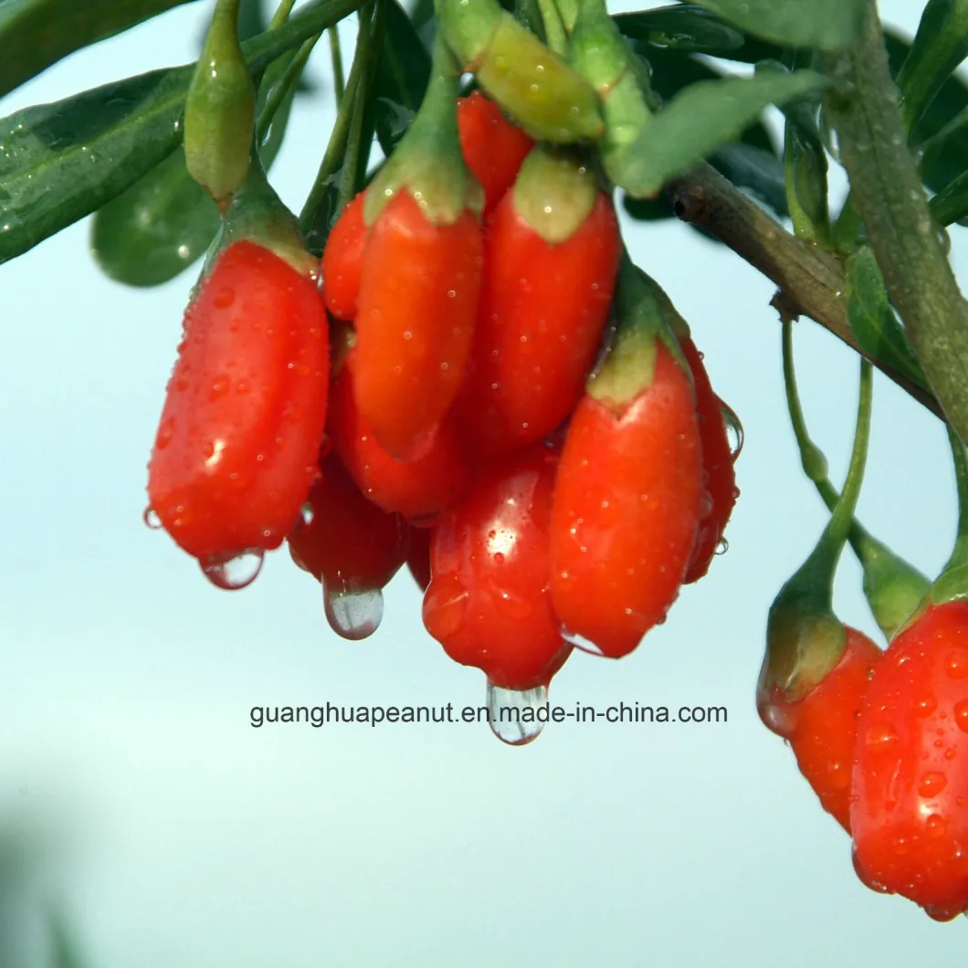 Factory Directly Supply Dried Gojiberry Low Pesticide