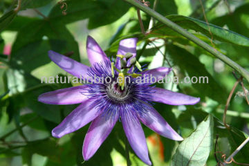 100% Natural Passion flower extract