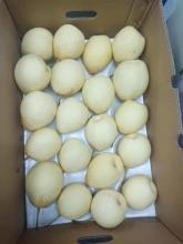 2020 new crop fresh ya pear