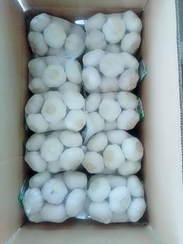 Fresh Normal white garlic