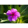 Extrato de Rosco de Catharanthus Vincamine 99% em pó