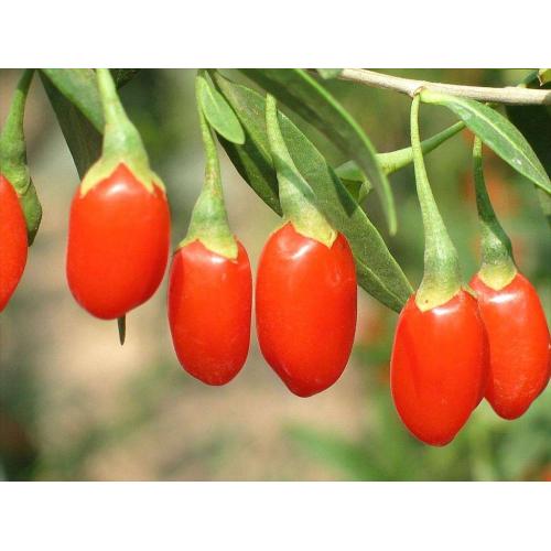 Rifornimento della fabbrica all'ingrosso miele naturale di Goji