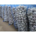 Fresh Cold Storage Normal White Garlic