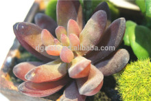 Home garden decoration jungle 10cm Height purple succulent plants EDRZW05 2878