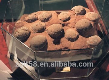 Dinosaur fossil eggs