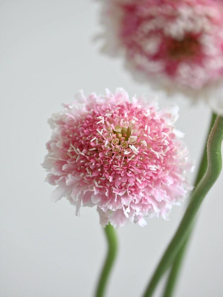 مغرفة سكابيوزا مارشميلو Scabiosa Marshmallow Scoop