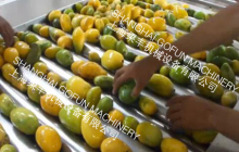 mango sorting plants