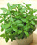 Sale good quality Lemon Balm seeds/Melissa Officinalis seeds for planting