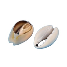 Buying Large Quantities of Beach-Sourced Spiral Shell beads: A Comprehensive Guide on PandaHall