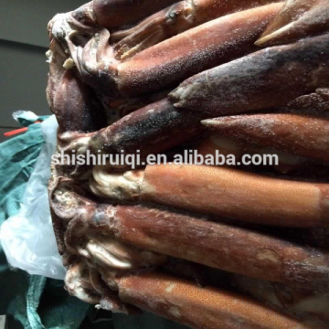 seafrozen squid illex frozen illex squid 200-300G