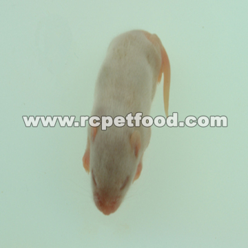 Frozen Pinky mice for reptiles food