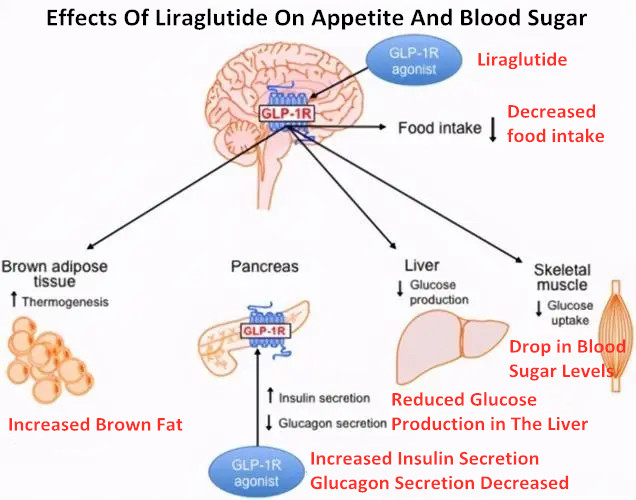 Liraglutide