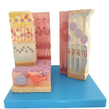 Eyeball model accessories