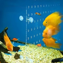 Acrylic Fish Tank Divider