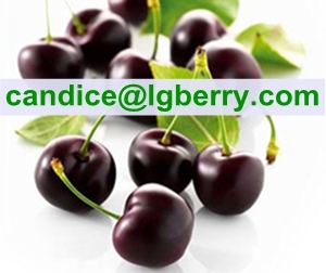 Natural black cherry extract powder