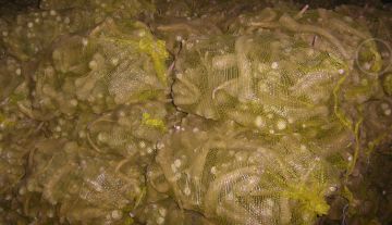 fresh horseradish roots mai root